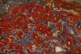Polished Cruentus (Bloody) Agate Section - Kerrouchen, Morocco #187121-1